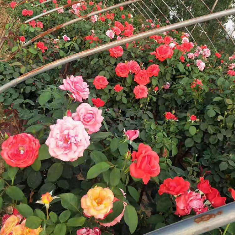 常年批发大花月季  花大且色彩艳丽 价格优惠