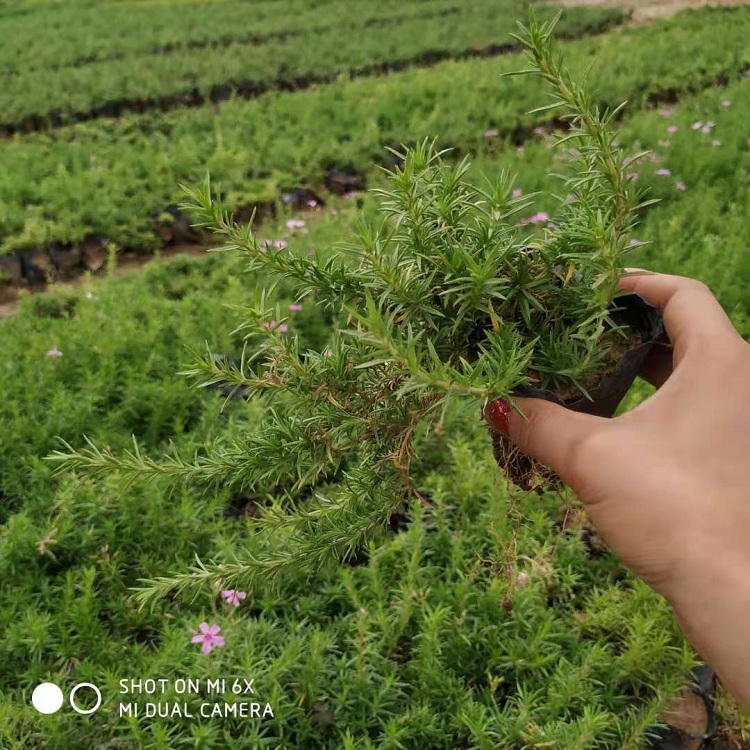 丛生福禄考苗 杯苗芝樱 顺和基地批发