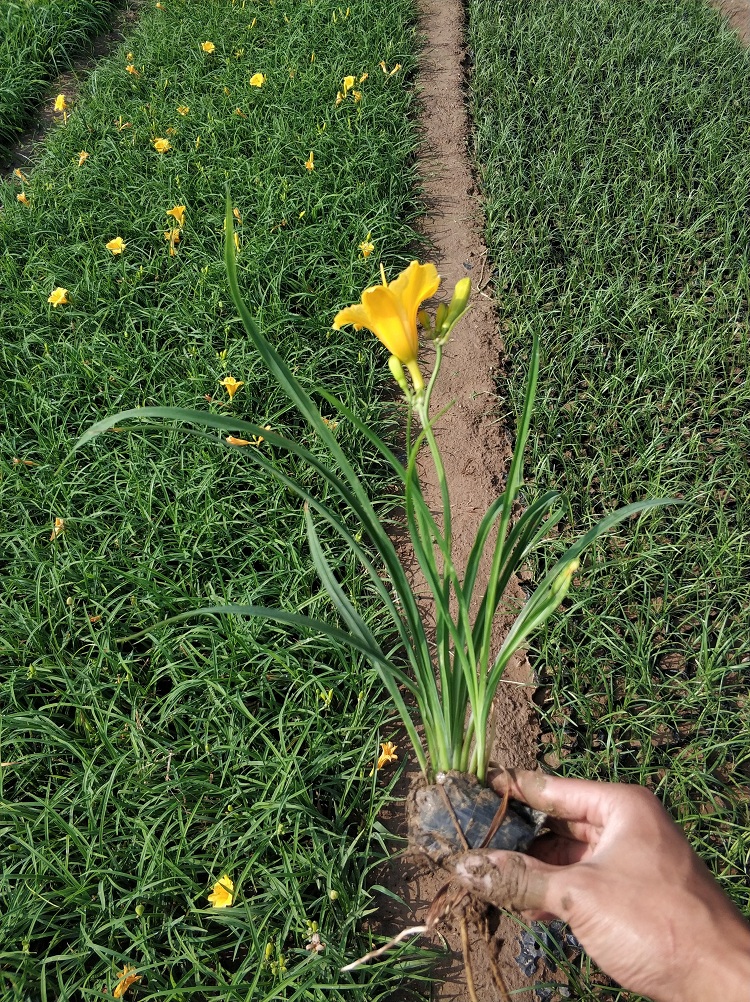萱草批发厂家 多芽萱草基地