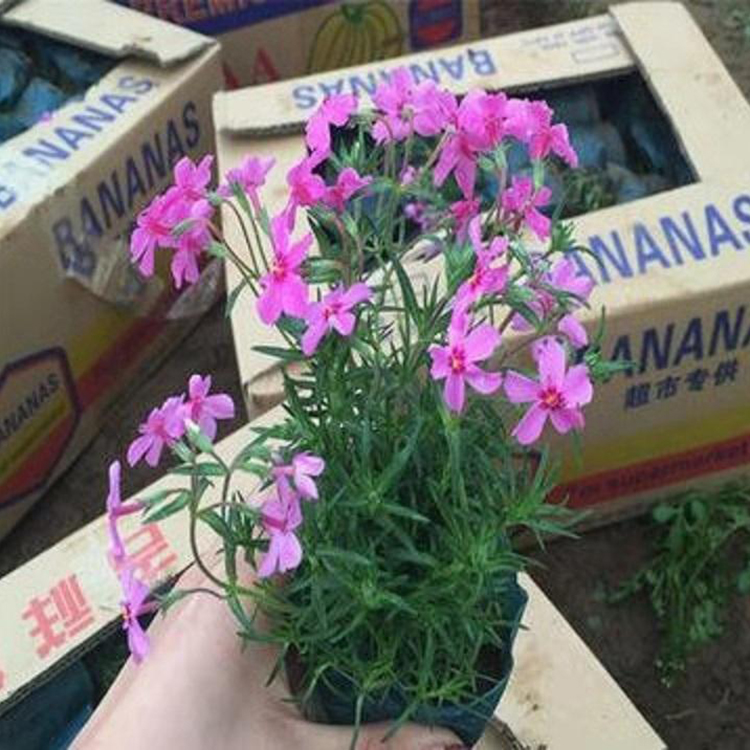 园林绿化用丛生福禄考 花期较长 色泽艳丽 批发优惠