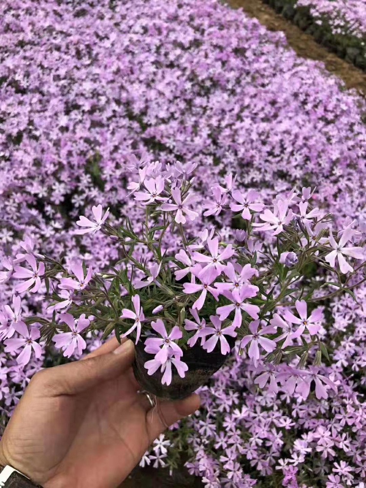 芝樱杯苗 丛生福禄考杯苗 营养钵芝樱
