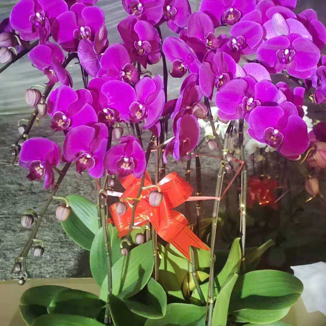 蝴蝶兰，蝴蝶兰批发基地青州顺阳花卉