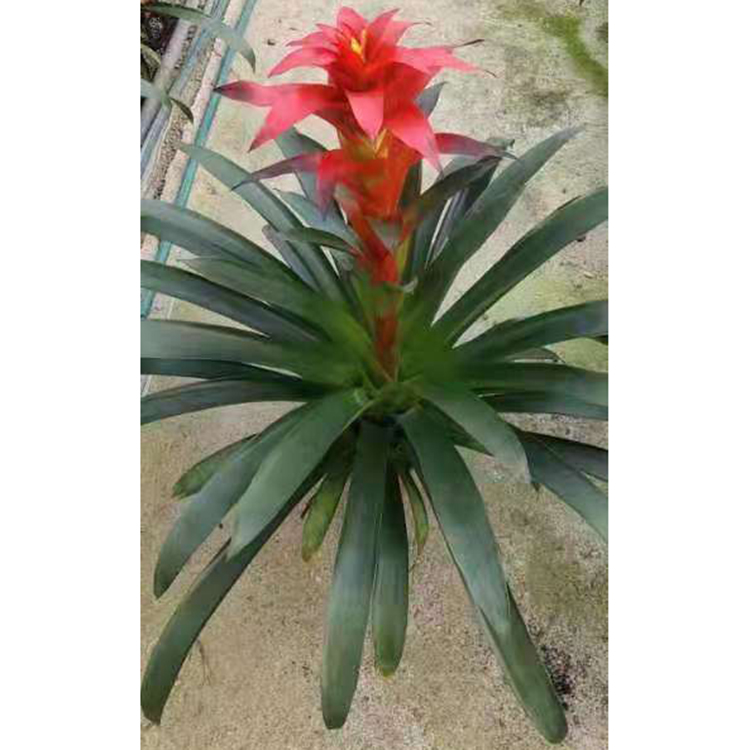 宇宙花卉基地供应观赏盆栽鸿运当头 量大价优
