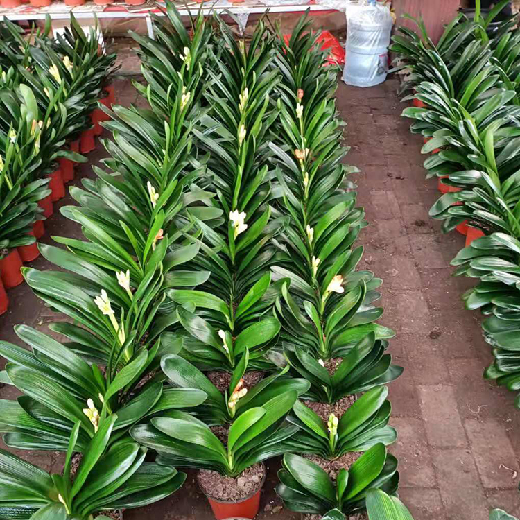 君子兰 多年生草本植物观赏花卉