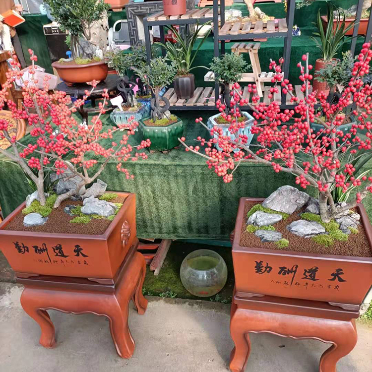 北美冬青 优良观赏树种 山东青州北美冬青批发商