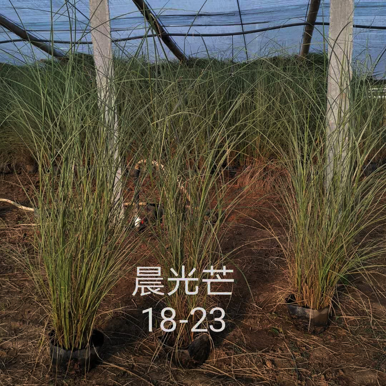 青州晨光芒 晨光芒报价 晨光芒种植厂家 夏杰花卉