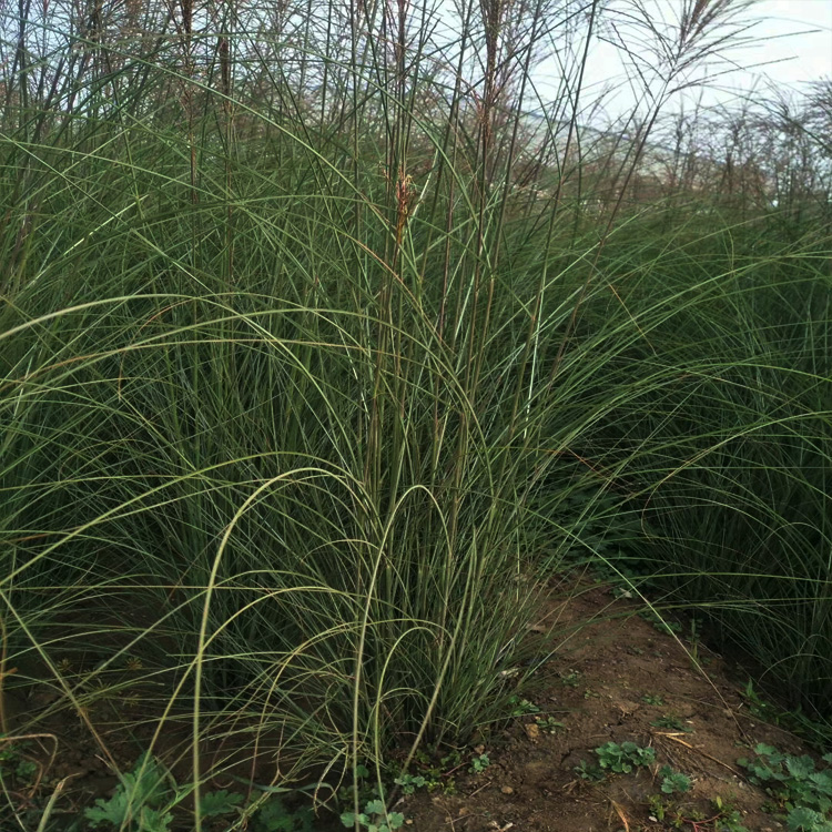 细叶芒价格 细叶芒批发  细叶芒种植基地 夏杰花卉