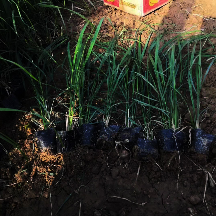 拂子茅价格 拂子茅出售  拂子茅种植基地  夏杰花卉