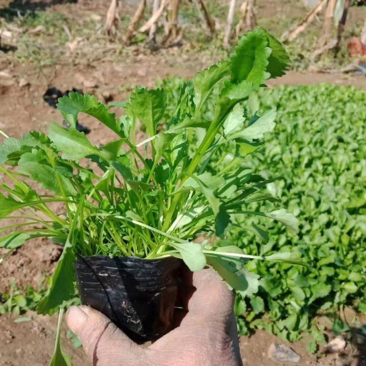 蓝花鼠尾草小苗批发基地为您推荐双亚