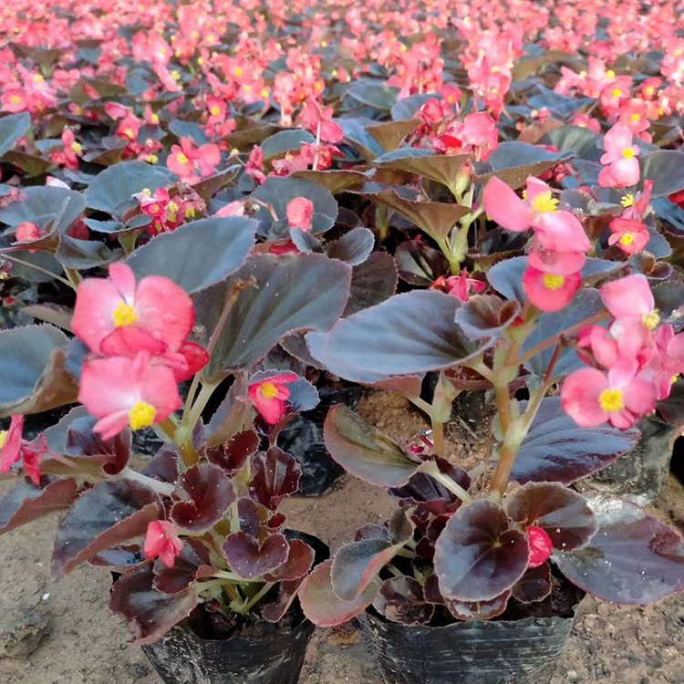 岱青园林四季海棠 观赏植被 花色鲜艳 批发供应