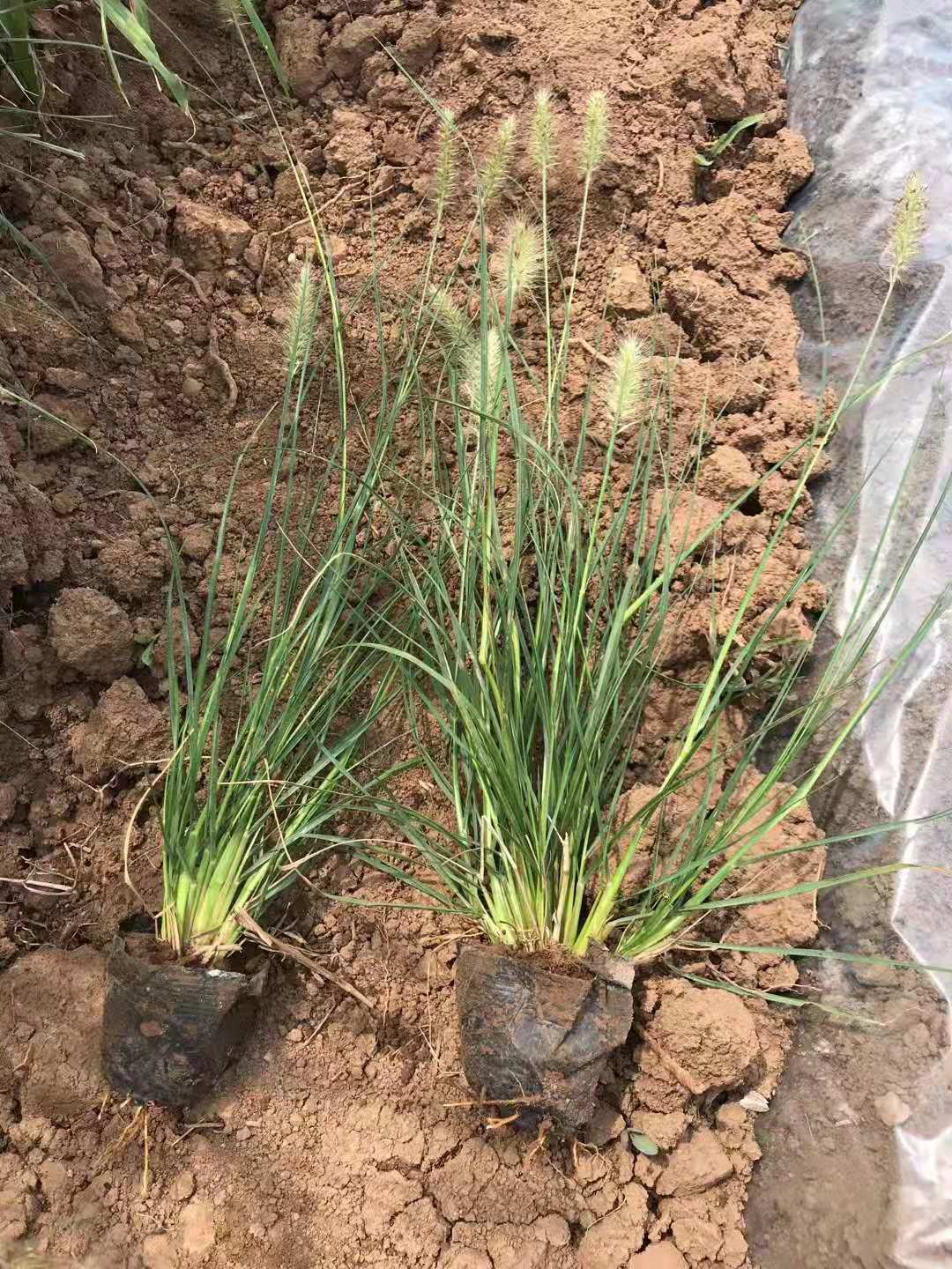多年生观赏草小兔子狼尾草小兔子狼尾草花海价格