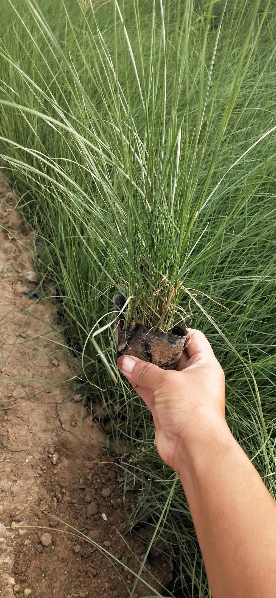 金鸡菊花海优质金鸡菊小苗批发价格金鸡菊花海打造小苗