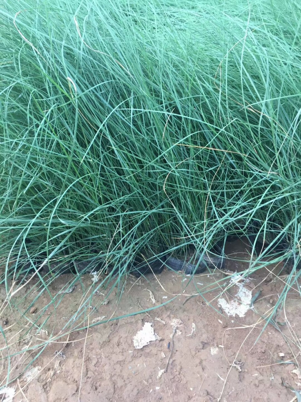 细叶芒基地价格 弘达园林细叶芒批发供应