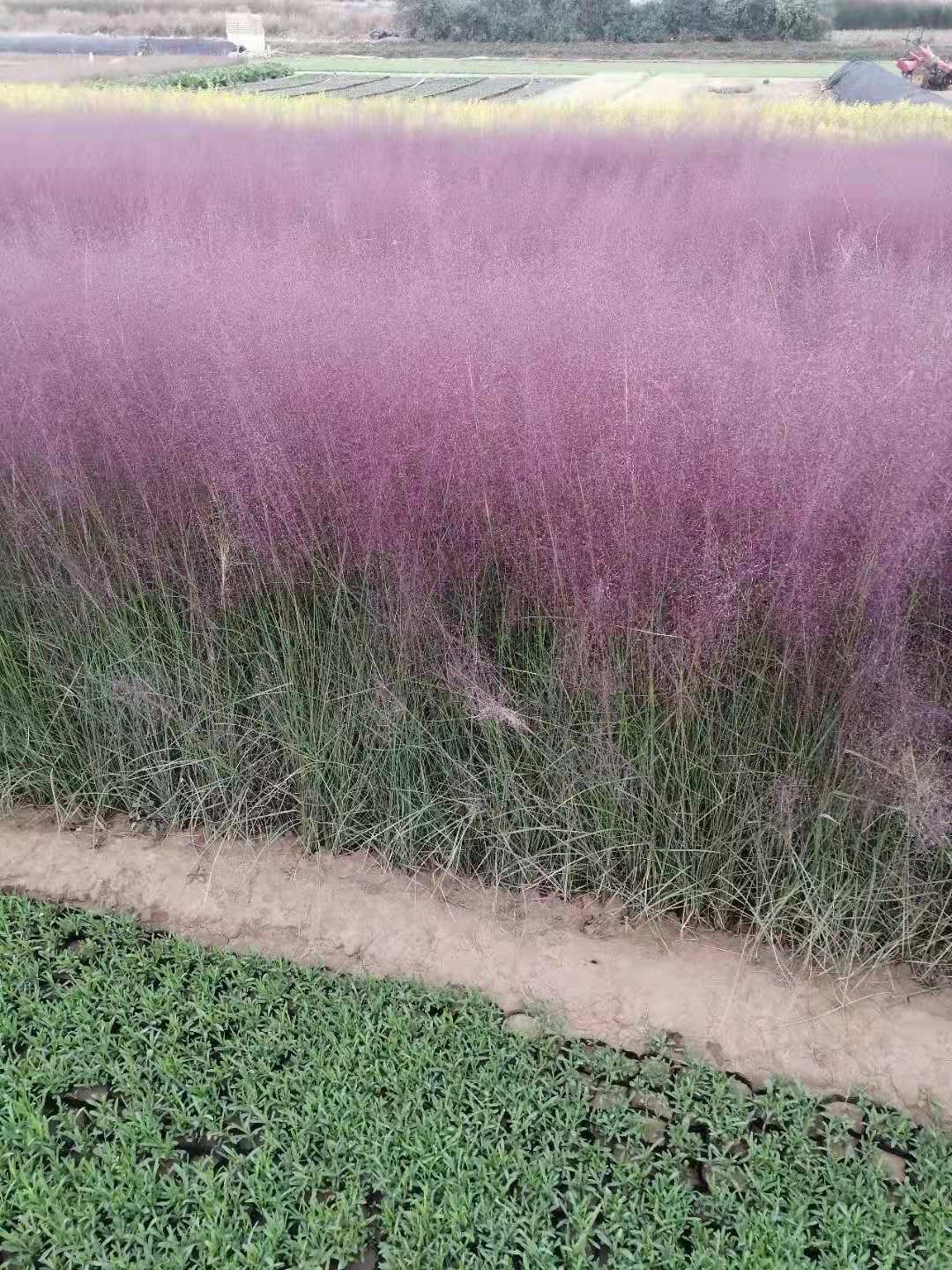 粉黛乱子草价格走势图粉黛乱子草小苗