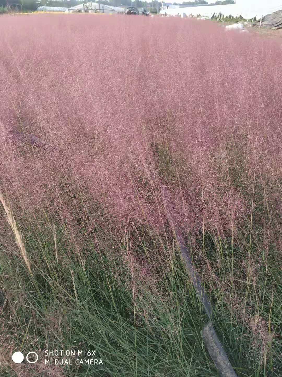 粉黛乱子草价格粉黛乱子草花海图片