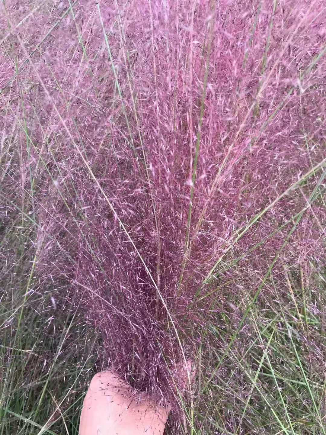 洛阳粉黛乱子草价格粉黛乱子草小苗