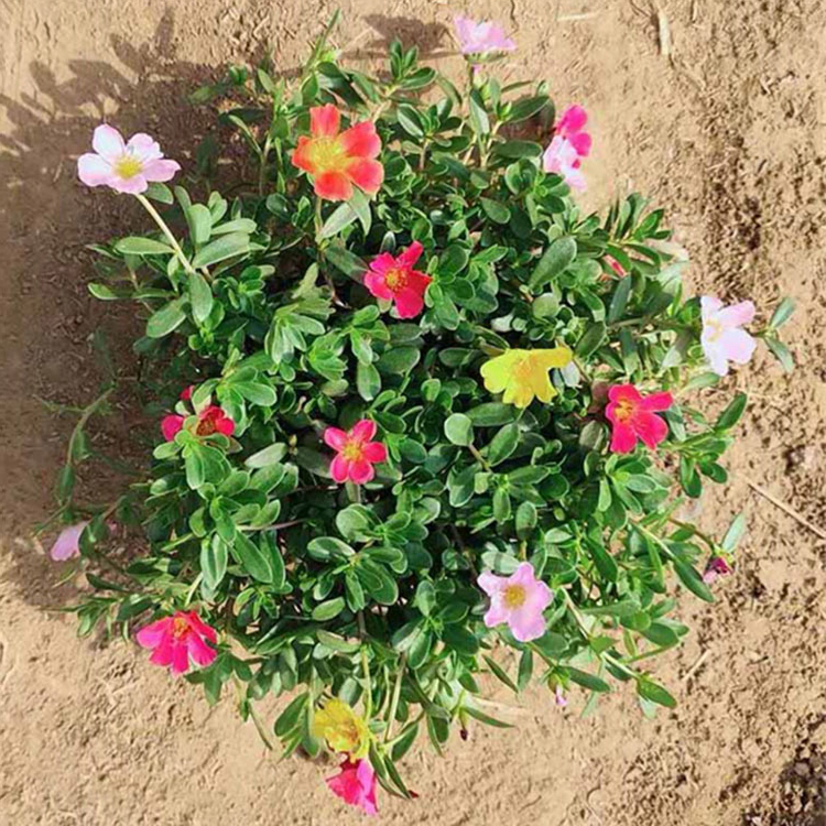 立腾基地优价直供太阳花  大盆栽马齿苋 