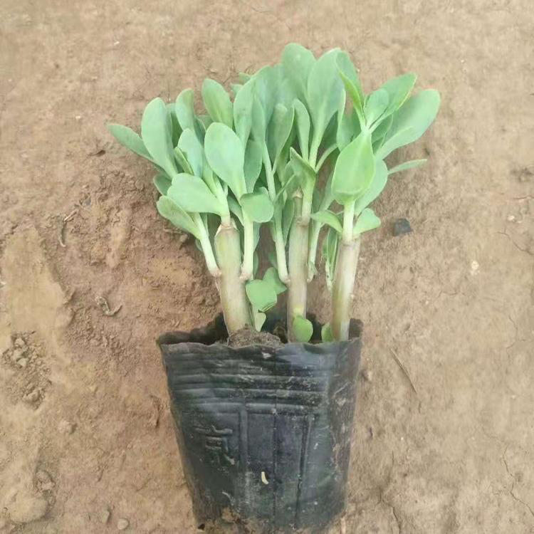 肉质草本花卉 八宝景天 启诺基地批发 花期7-10月