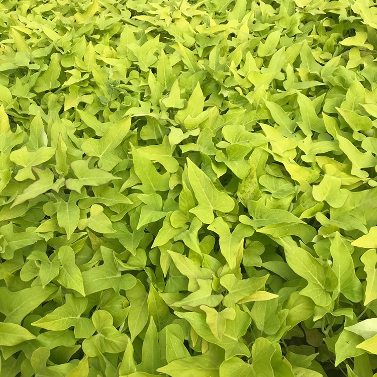观赏绿植黄金薯小苗 量大优惠 映雪