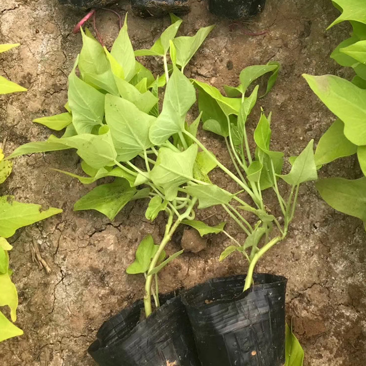 观赏植物黄金薯小苗基地批发 量大优惠