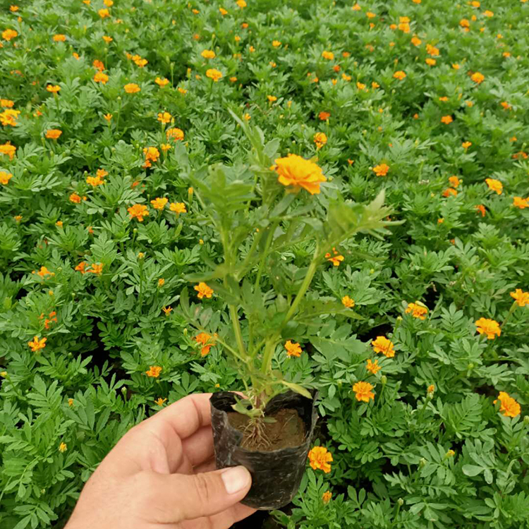 映雪 一年生草本植物孔雀草小苗批发 栽培管理容易