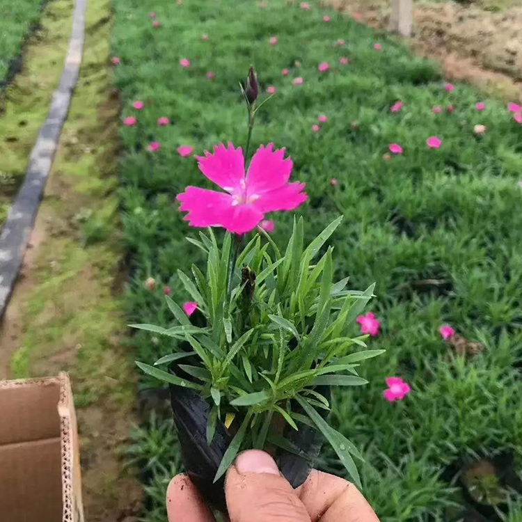 好看欧石竹小苗 观赏性较强 常年批发