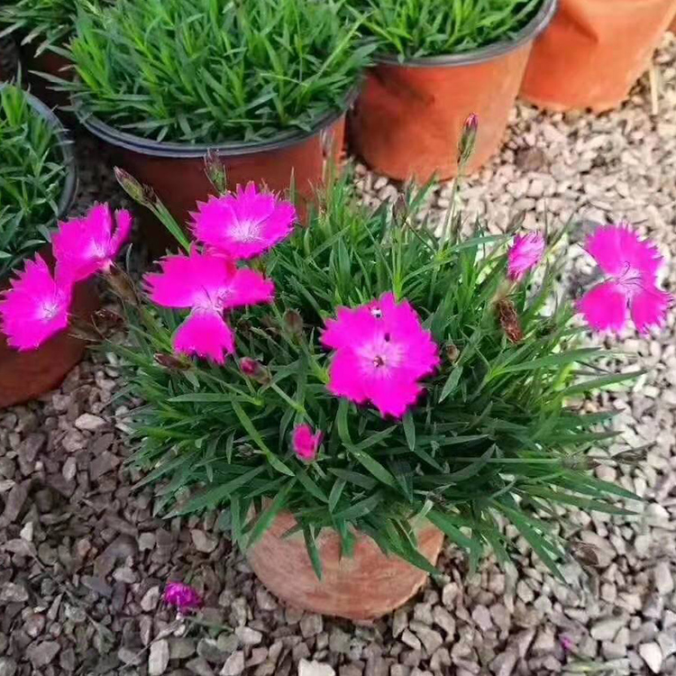 映雪欧石竹种植基地 欧石竹小苗批发出售 价格优惠