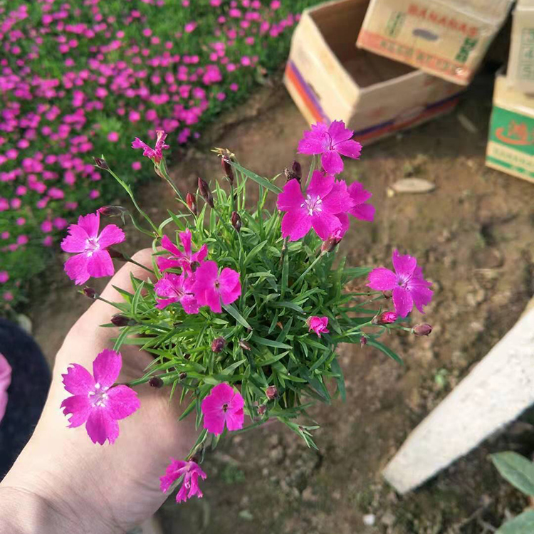 山东丛生福禄考小苗价格 观赏用芝樱小苗批发供应