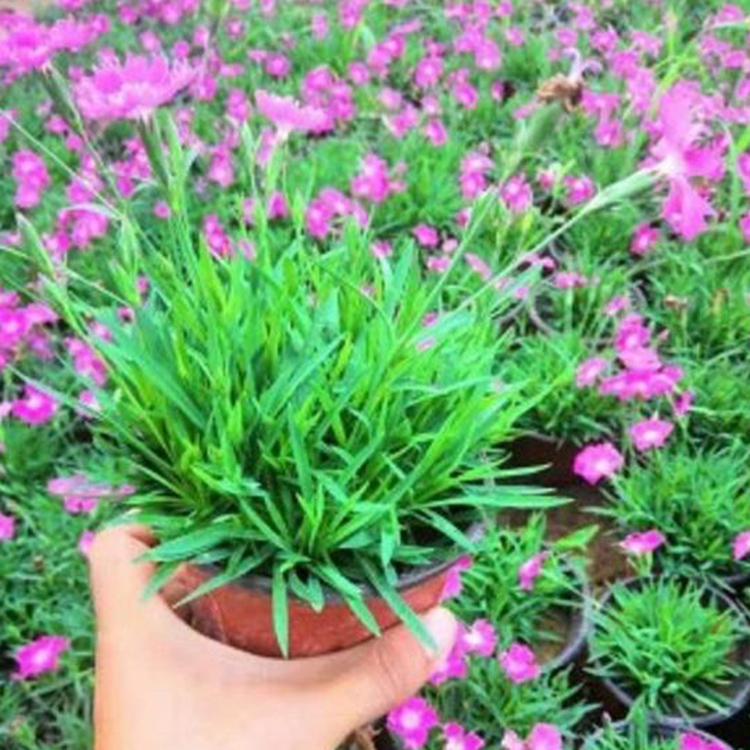 映雪欧石竹种植基地 欧石竹小苗价格 花色美观