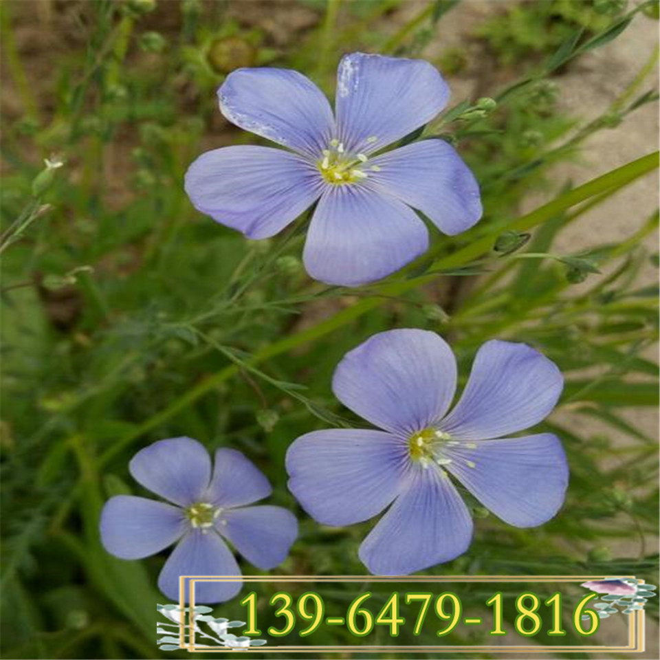 蓝亚麻花苗供应 山东蓝亚麻小苗种植基地  兰亚麻蓝色小花