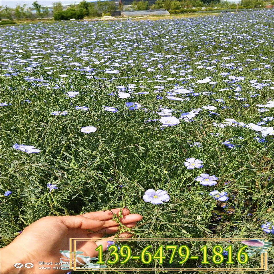 早春开花蓝亚麻幼苗上车价 北方货源蓝亚麻小苗供应 青州宿根小苗