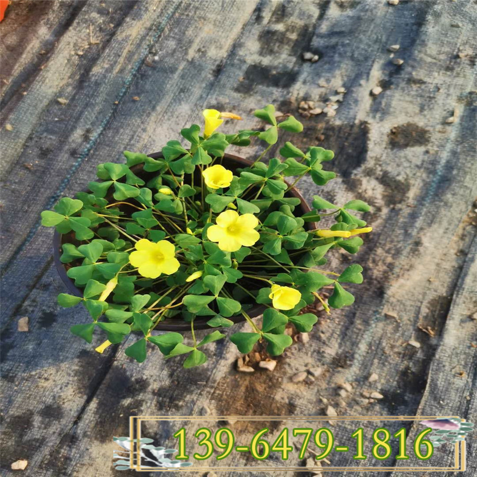 供应绿叶大花芙蓉酢浆草营养钵苗 芙蓉夜合梅花苗 青州三叶草小苗