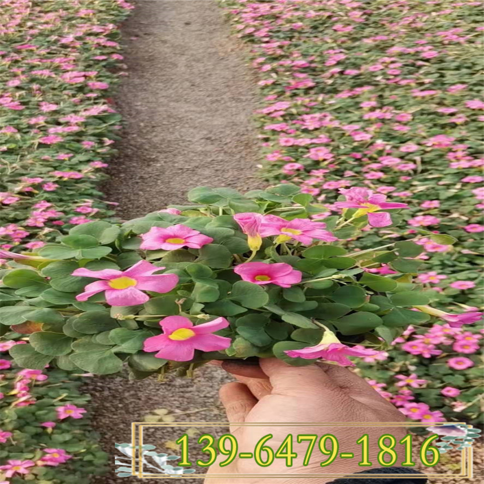 大花芙蓉酢浆草价格 紫叶芙蓉酢浆草图片 三叶草各种宿根地被低矮植物