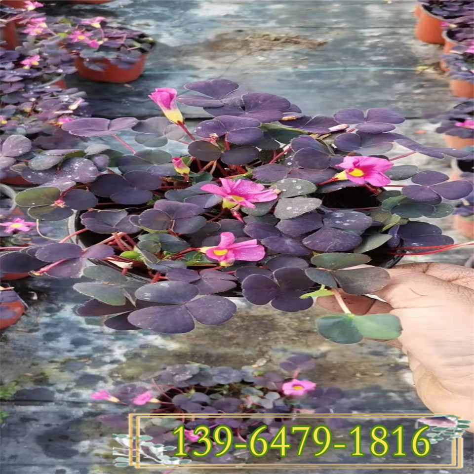 大花芙蓉酢浆草盆栽苗 宿根花卉大花酢浆草 青州花卉