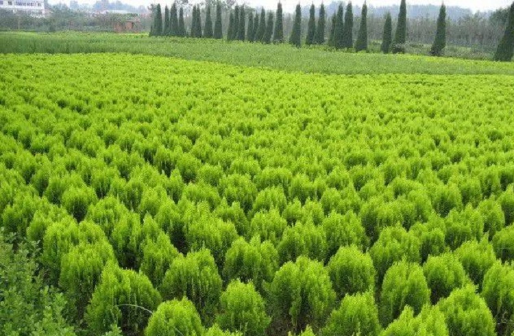 洒金柏价格 四季常绿洒金柏苗基地