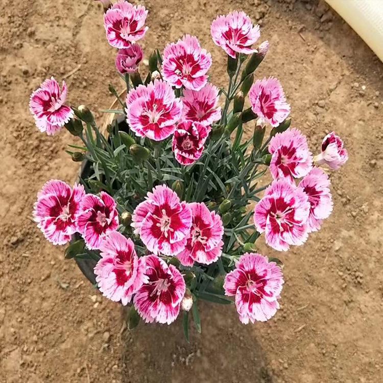 彩虹石竹杯苗价格