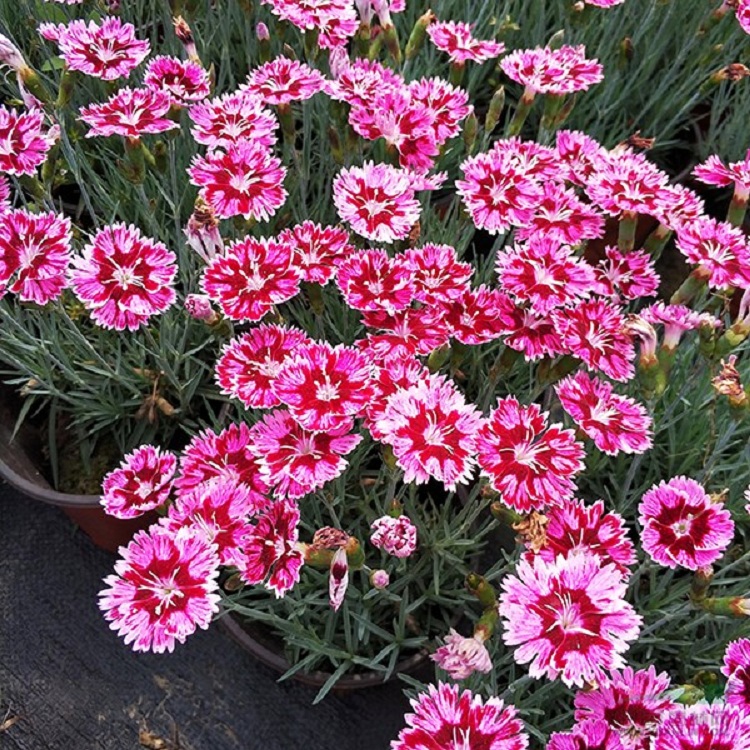 营养杯石竹批发价格