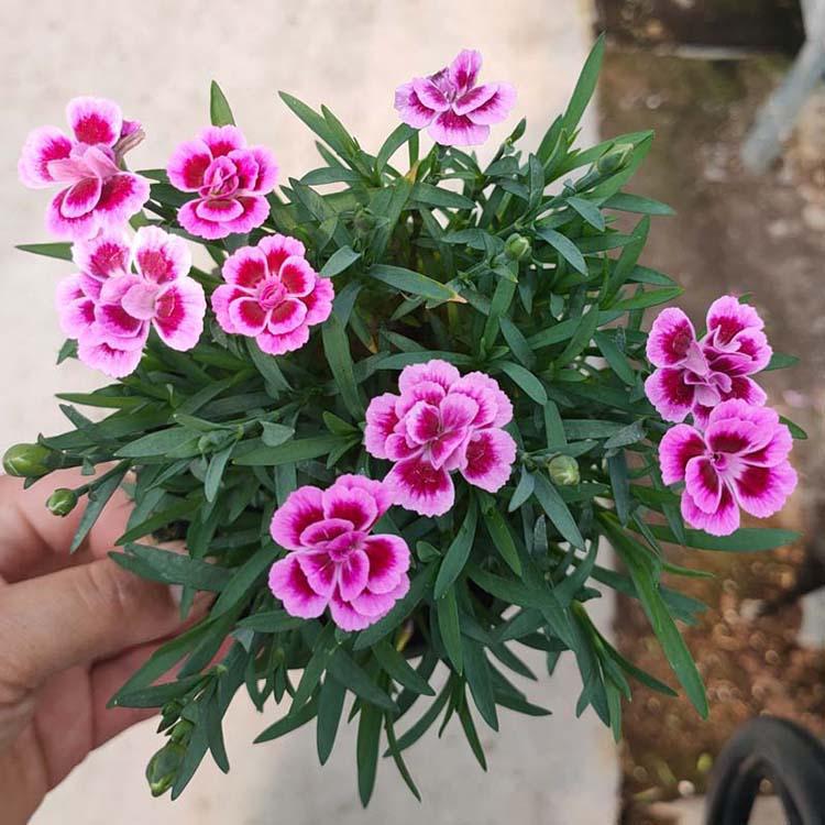 彩虹石竹批发基地
