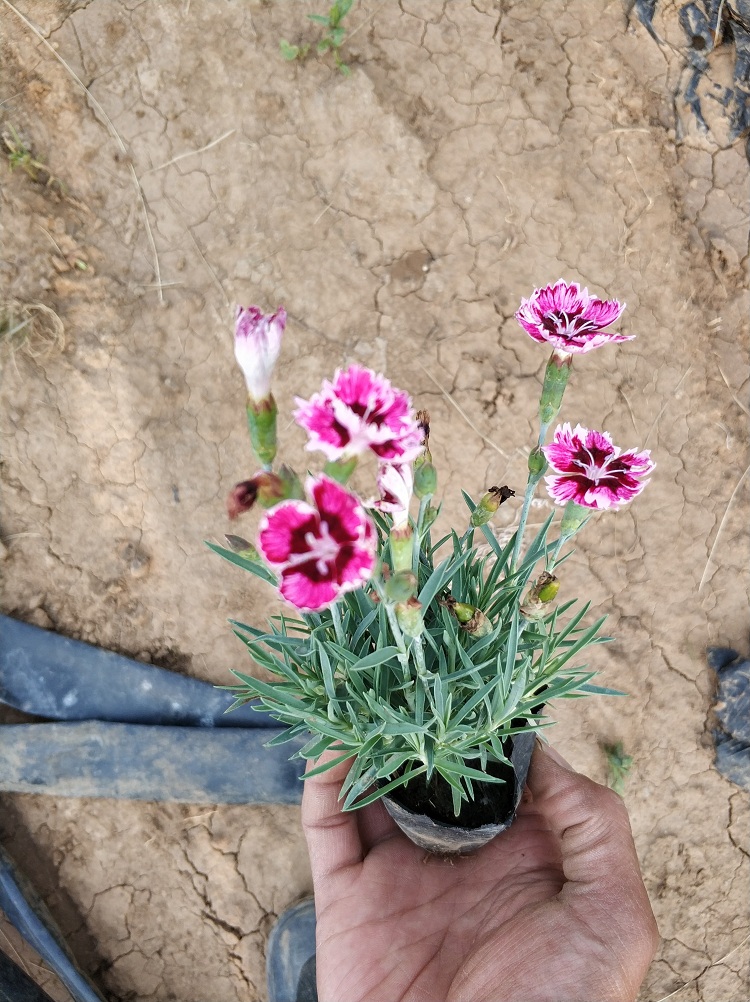 花海花卉彩虹石竹 营养杯石竹批发供应
