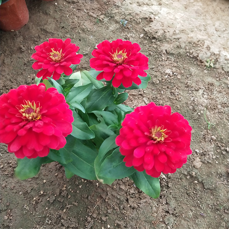 绿化植被百日草出售 一年生草本百日草种植 百日草供货商
