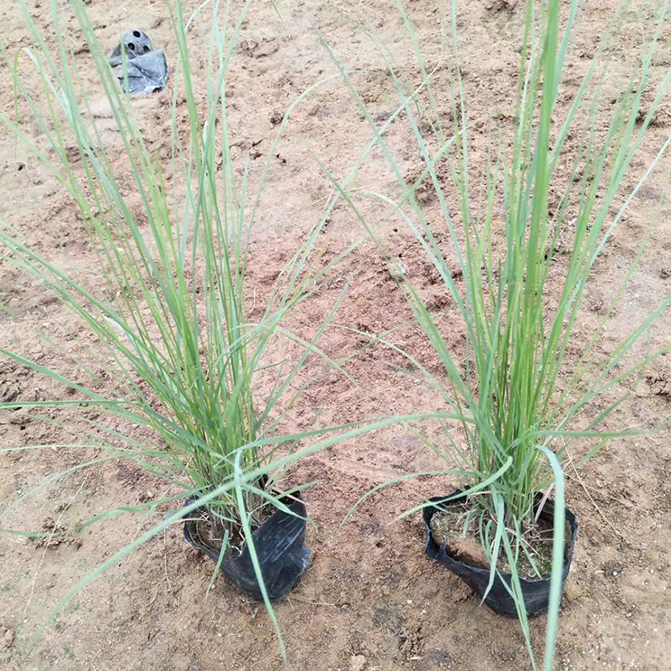粉黛乱子草多年生暖季型草本 成片种植用作花海观赏
