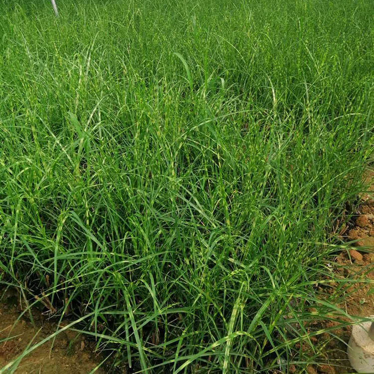 多年生草本斑叶芒种植基地行情 斑叶芒小苗大量批发