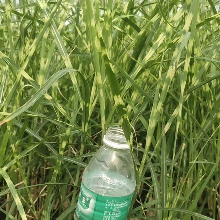 斑叶芒小苗大量批发 多年生草本斑叶芒种植基地行情