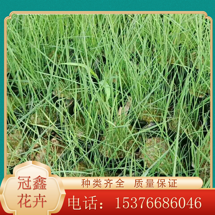 可观赏植物 粉黛乱子草批发 基地大量供应