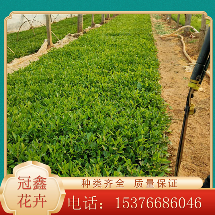 马鞭草基地批发 柳叶马鞭草杯苗 物美价廉
