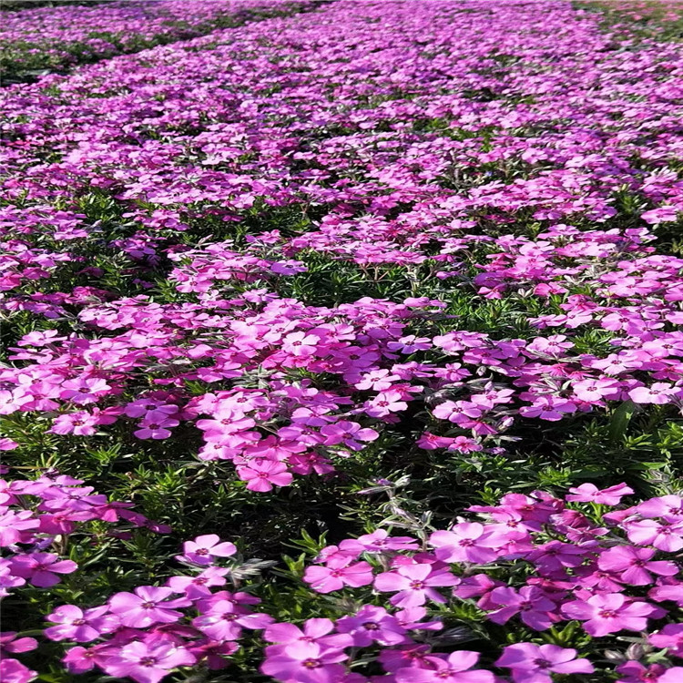 芝樱 芝樱批发价格 芝樱价格精选厂家 厂家直销