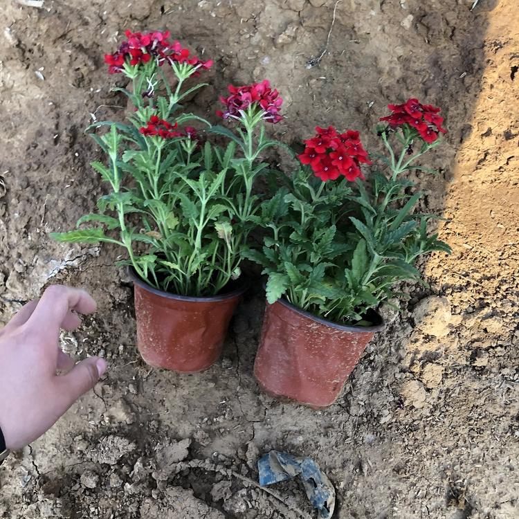 优良观赏地被植物美女樱小苗批发  诺森