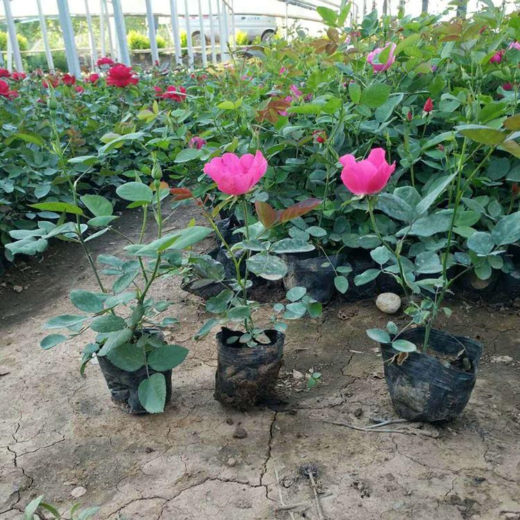 诺森 丰花月季小苗批发  适应性较强长势好易成活