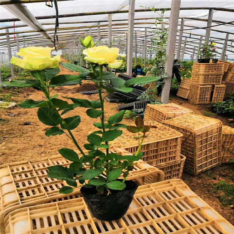 诺森大花月季批发商为您提供优良苗木