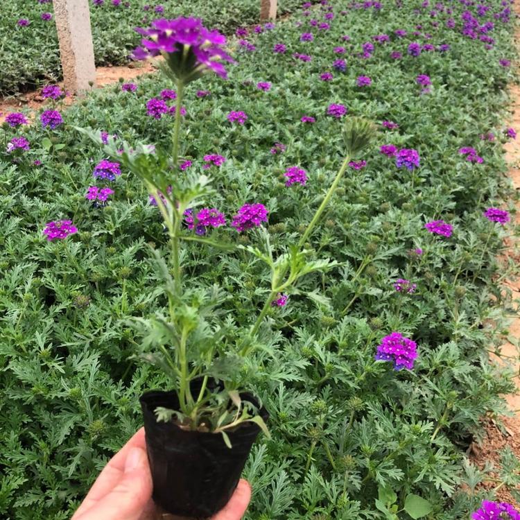 诺森优良观赏地被植物美女樱小苗批发 价格优惠